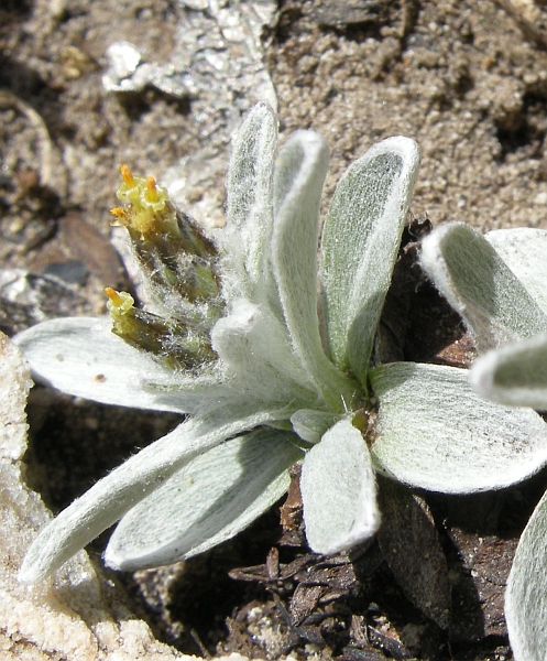 Gnaphalium hoppeanum .......?